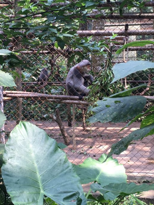 Monkey Sanctuary.jpeg